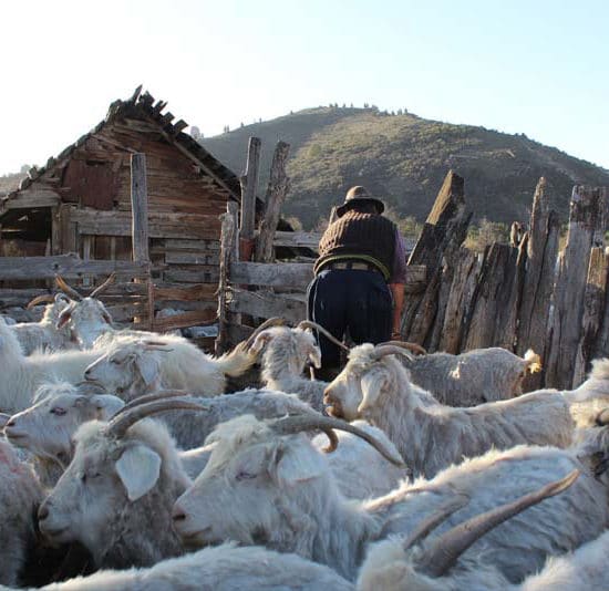 argentine patagonie bariloche ferme gaucho fermier biquette chèvre obejas