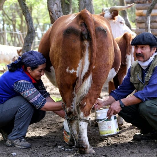 argentine patagonie bariloche gaucho immersion traite vache lait ferme fermiers chez l'habitant