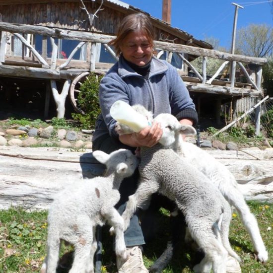 argentine patagonie bariloche gaucho immersion fermier nature chèvre allaitement mignon bébé