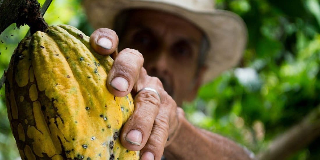 colombie cacao culture agriculture production