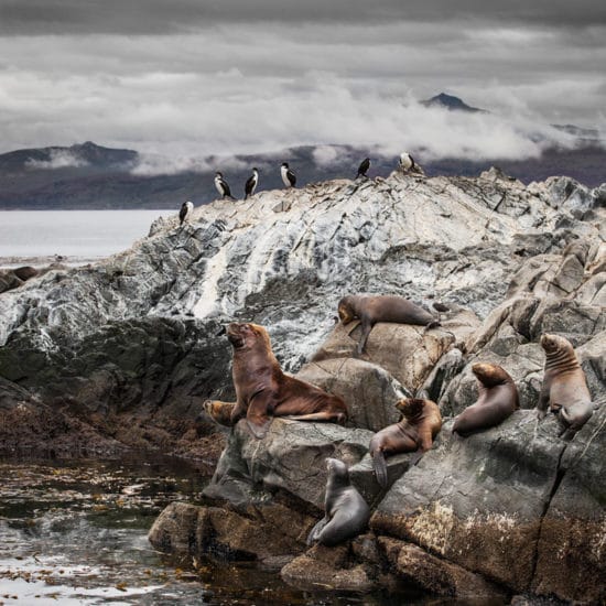 argentine patagonie parc national de la terre de feu ushuaia bout du monde immersion canal beagle nature oiseaux faune lions de mer milieu hostile