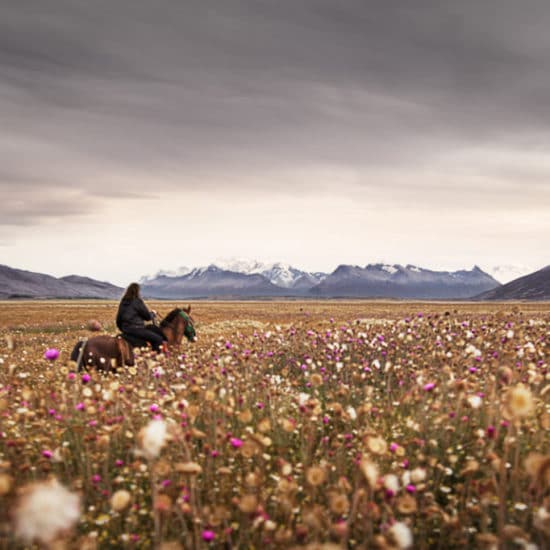 argentine patagonie estancia champs de fleurs cheval gauchos paysage nature immersion cavalier excursion balade excursion el calafate