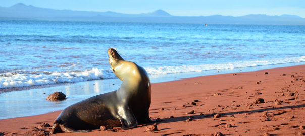 Galapagos iles Equateur voyage lion de mer