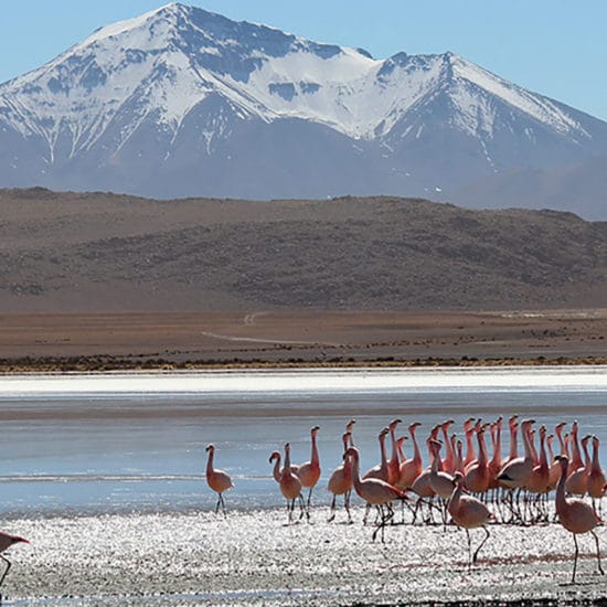 Bolivie desert sud Lípez