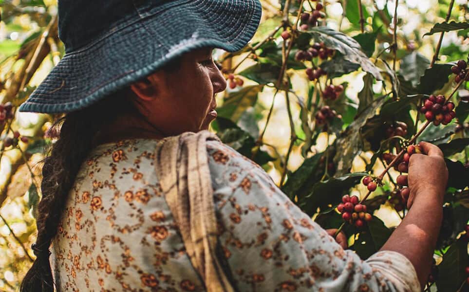 voyage-bolivie-coroico-plantation-cafe-oriane-roberti