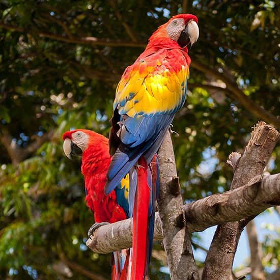 voyage-costa-rica-perroquet-ara-rodrigo-flores-unsplash