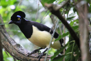 chutes iguazu cote bresilien Parque des Aves_le Parc aux Oiseaux