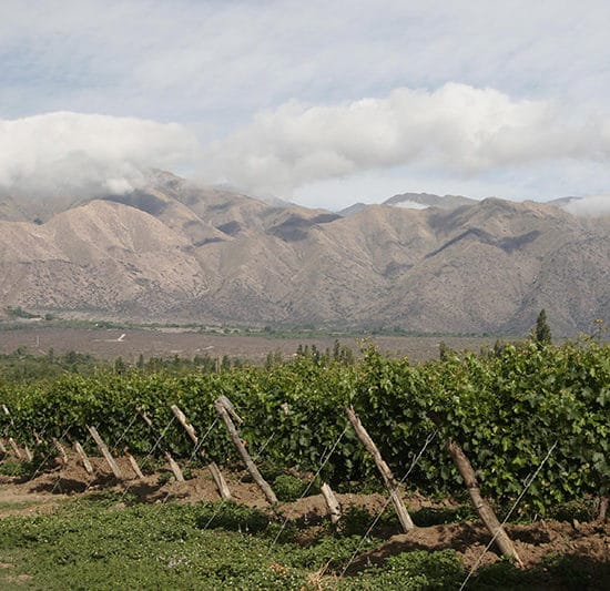 argentine cafayate nord ouest argentin vigne vin raisin viticulture montagne vignoble le plus haut du monde nature agriculture locale