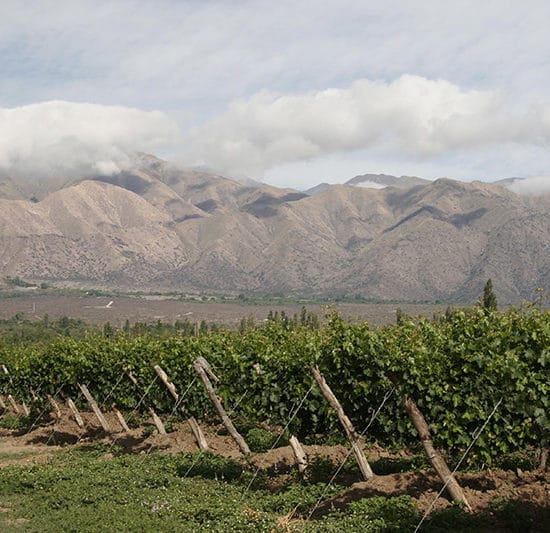 argentine cafayate nord ouest argentin vigne vin raisin viticulture montagne vignoble le plus haut du monde nature agriculture locale