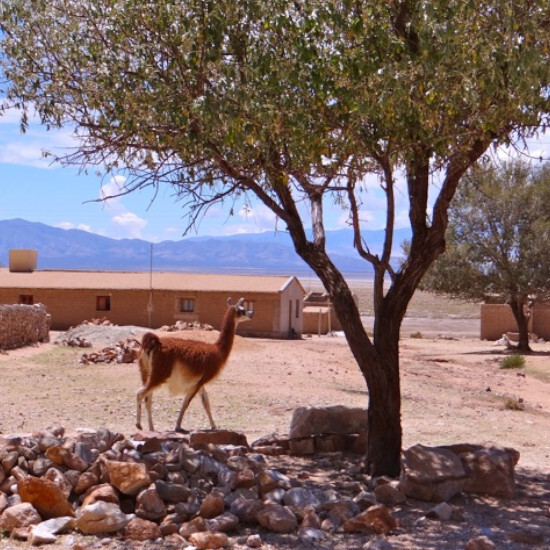 tierra-latina-tilcara-lama-quebrada-de-humahuaca-nord-ouest-argentine
