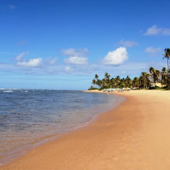 Bresil Plage do forte mer palmiers