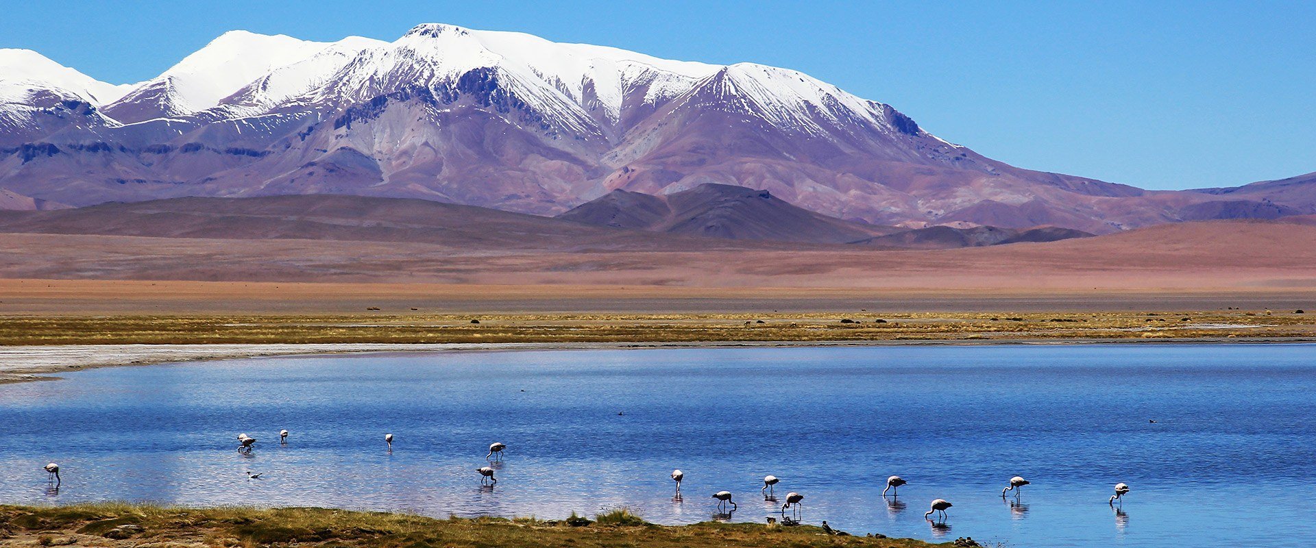 Chili altiplano salar de tara flamants roses lac montagne nature