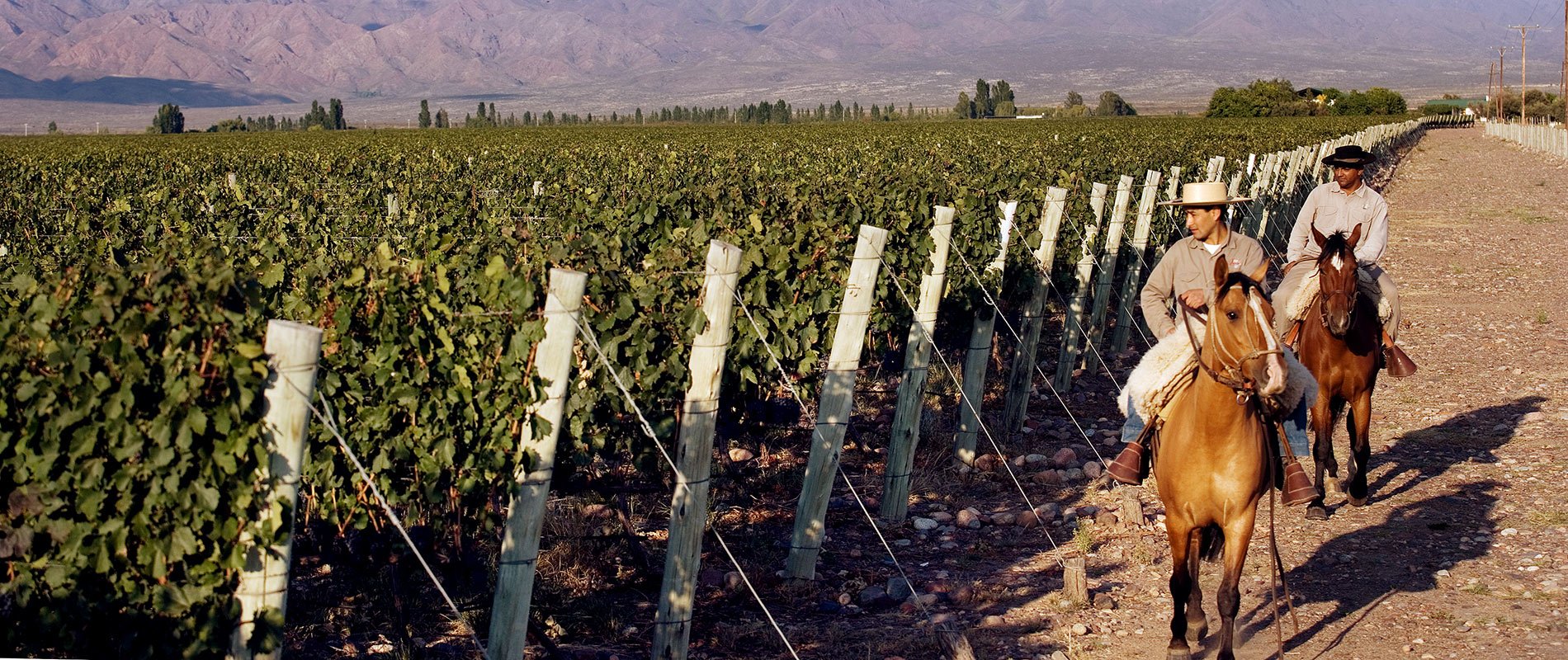 argentine vin vigne vignoble culture patrimoine montagne mendoza gauchos cheval vigneron viticulteur
