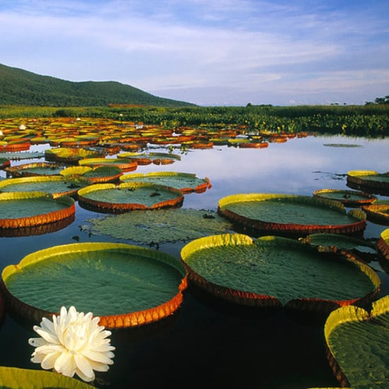 Tierra-Latina-Brésil-Pantanal-Marécage.jpg