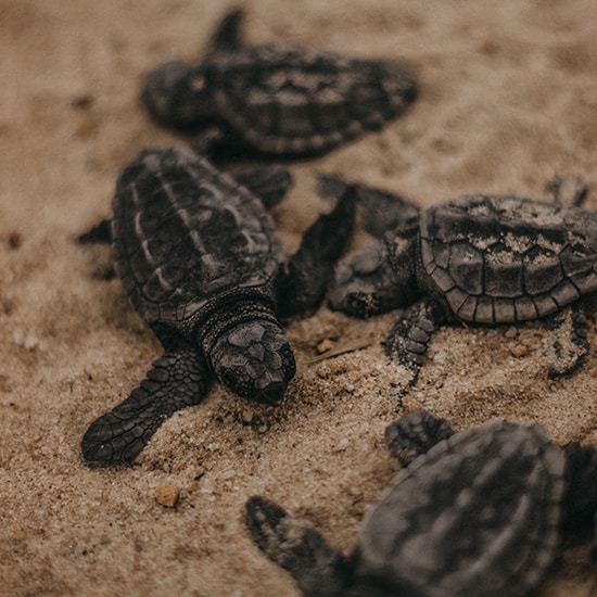 voyage-bresil-praia-tortues-wilker-lauriano-unsplash