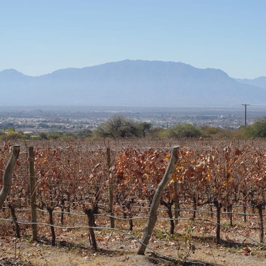 argentine salta nord ouest argentin immersion quebrada de humahuaca vin vignoble vigne la plus haute du monde