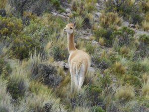 argentine salta nord ouest argentin faune lama montagne excursion paysage nature