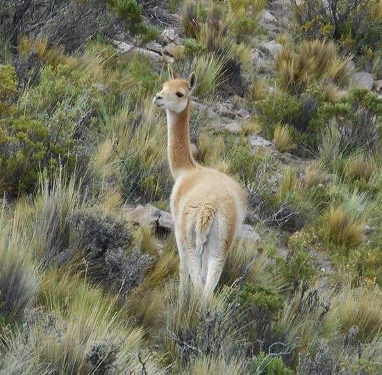 argentine salta nord ouest argentin faune lama montagne excursion paysage nature