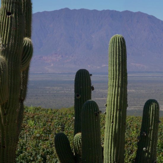 cafayate argentine