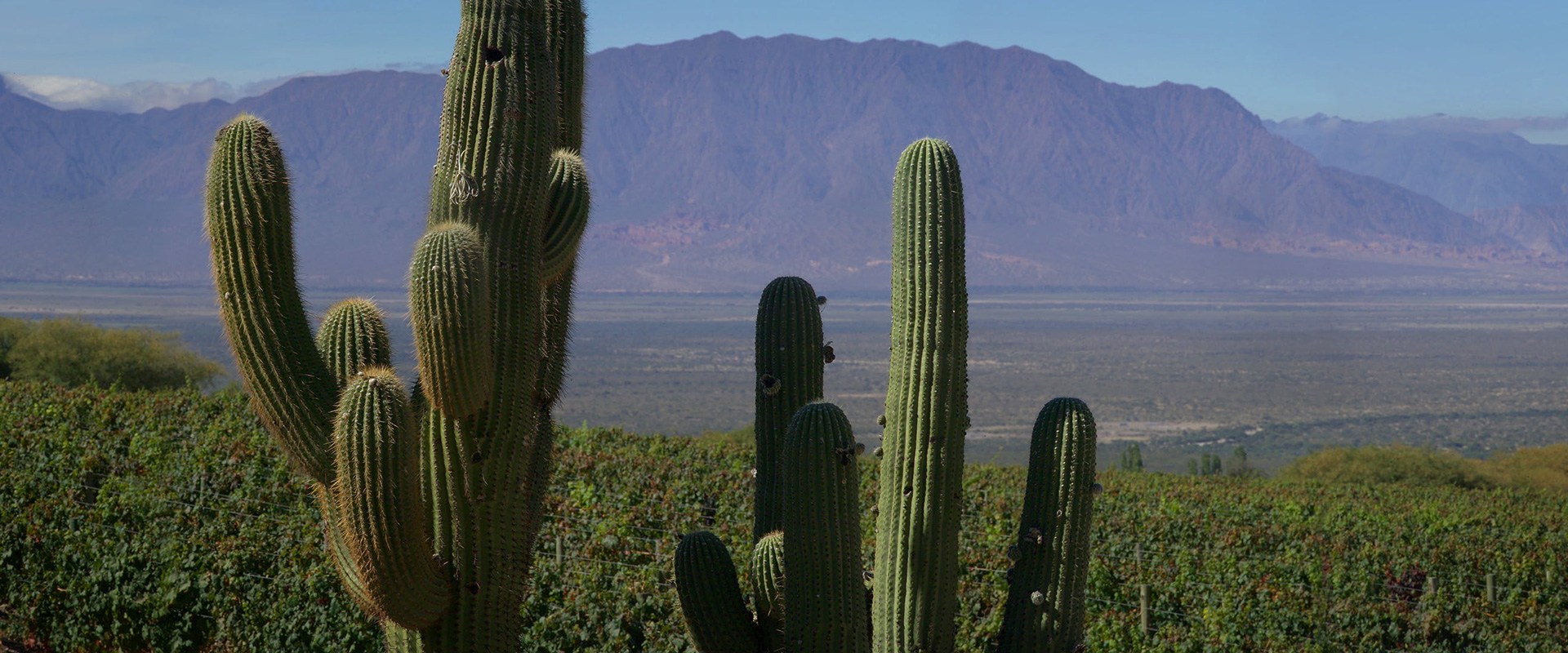 cafayate argentine