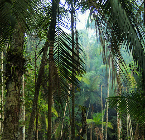 argentine Chutes d'Iguazu jungle immersion palmiers unesco parc national nature immersion