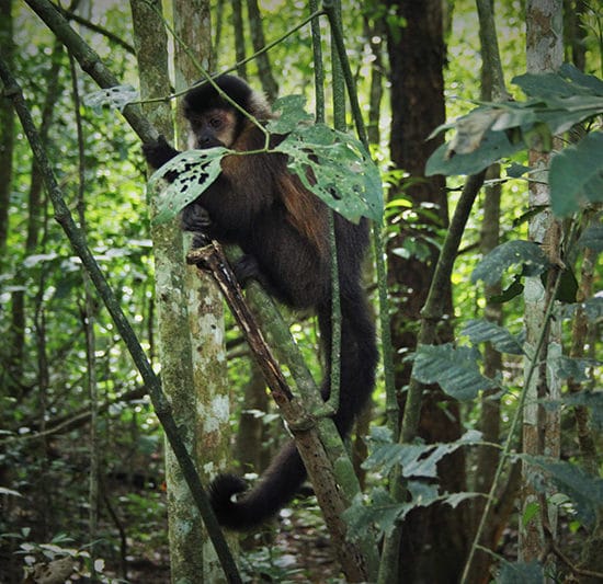 Chutes Iguazu jungle singe immersion nature forêt parc national argentine flore faune