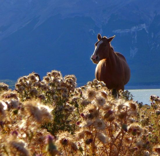 argentine estancia nibepo aike cheval nature faune campagne lac montagne dépaysement balade randonnée parc des glaciers patagonie