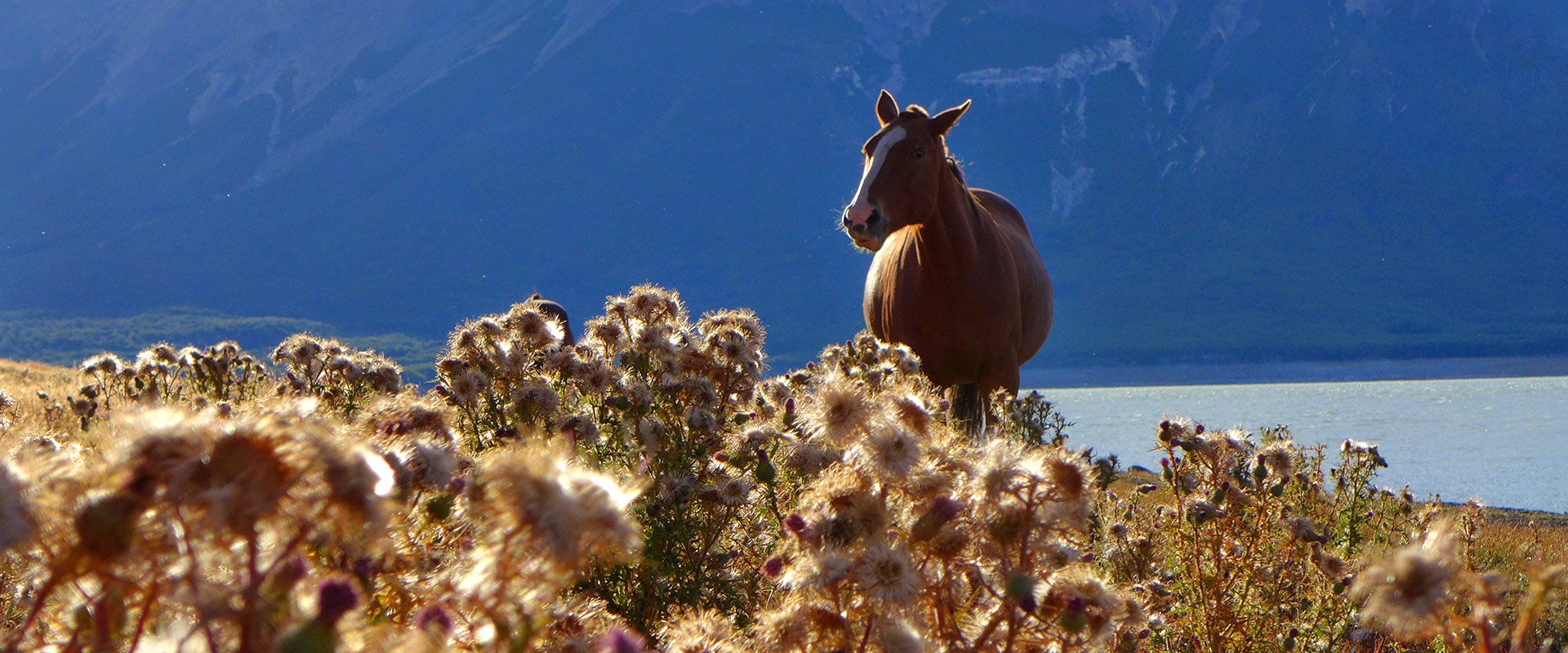 argentine estancia nibepo aike cheval nature faune campagne lac montagne dépaysement balade randonnée parc des glaciers patagonie