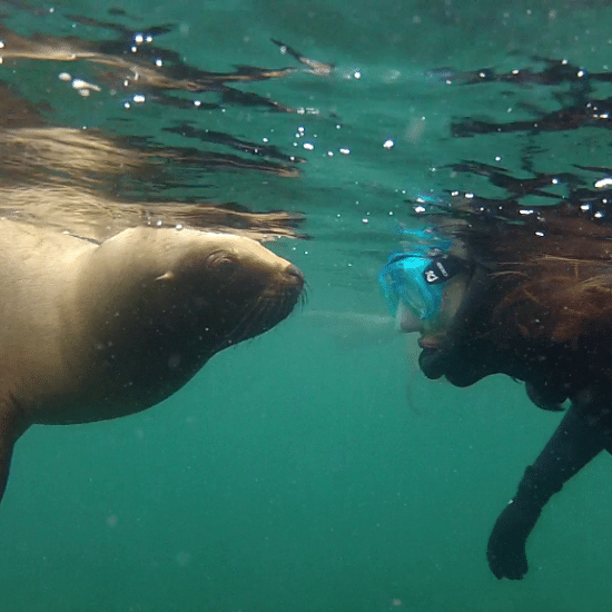 argentine puerto madryn péninsule phoque découverte faune mammifère marin observation patagonie plonge plongée sous marine proximité