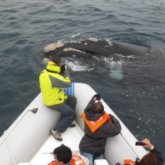 argentine puerto madryn péninsule baleines découverte faune mammifère marin observation patagonie sous marine bateau proximité