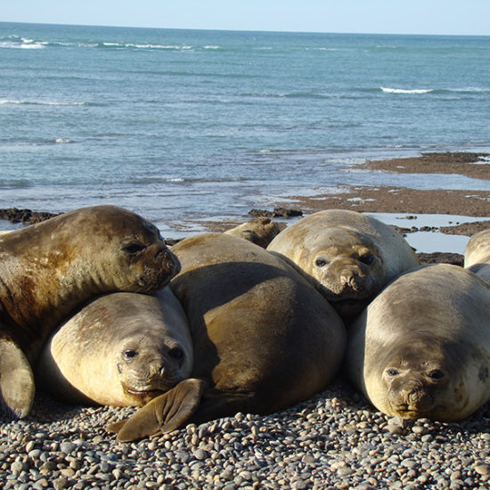 argentine puerto madryn péninsule phoques découverte faune mammifère marin observation patagonie