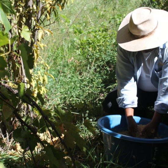 argentine salta nord ouest argentin immersion habitants communauté récolte vendange vin vigne vignoble à la main