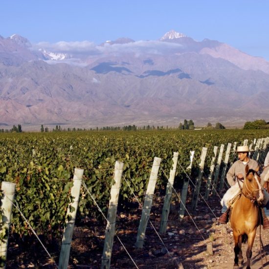 argentine vin vigne vignoble culture patrimoine montagne mendoza gauchos cheval vigneron viticulteur