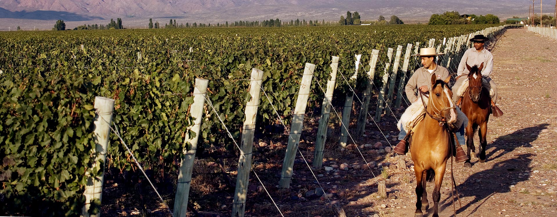 argentine vin vigne vignoble culture patrimoine montagne mendoza gauchos cheval vigneron viticulteur