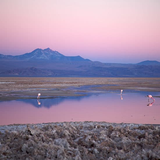 chili désert atacama flamants roses montagne coucher de soleil rose