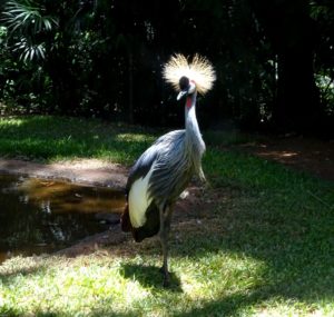 amerique latine oiseau