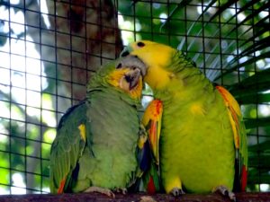 Bresil parc aux oiseaux tierra latina