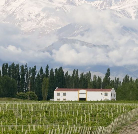 argentine vin vigne vignoble culture locale gastronomie patrimoine mendoza vigneron viticulteur ferme agriculture montagne