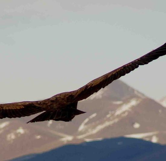 argentine mendoza aigle condor faune flore nature montagne vol