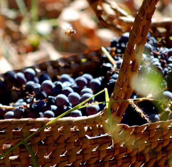 argentine vin vigne vignoble culture locale gastronomie patrimoine mendoza vigneron viticulteur panier raisins nature