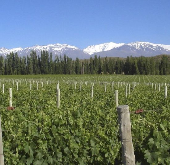 argentine mendoza montagne nature aconcagua vin vigne vignoble vallée