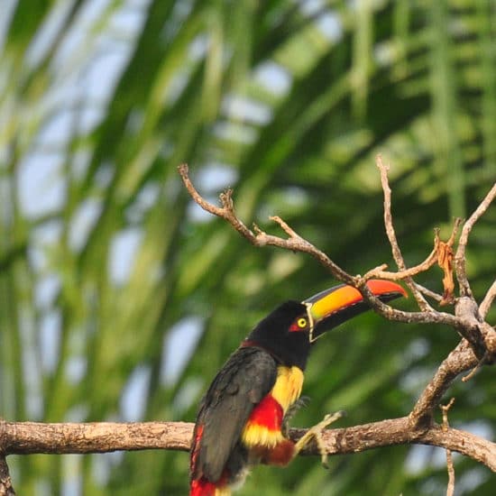 observation d'oiseaux au Costa rica
