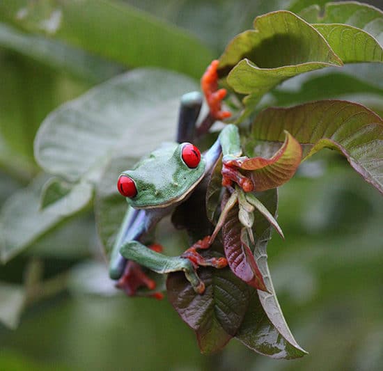 Grenouille aux yeux rouge - voyage Costa Rica