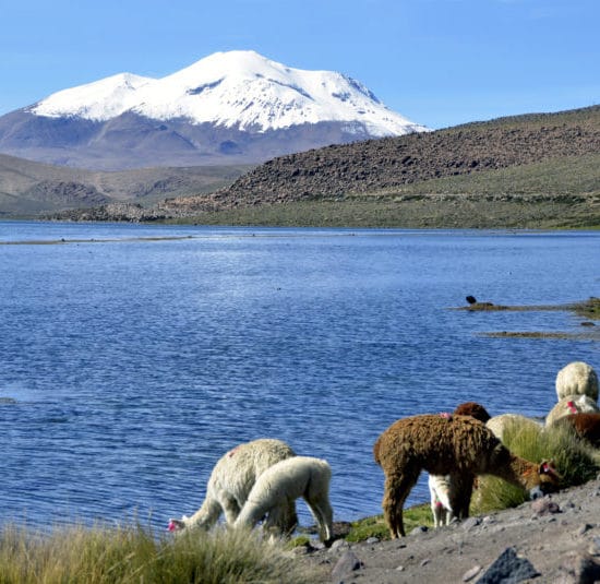 Chili parc lauca altiplano montagne nature alpaga lac