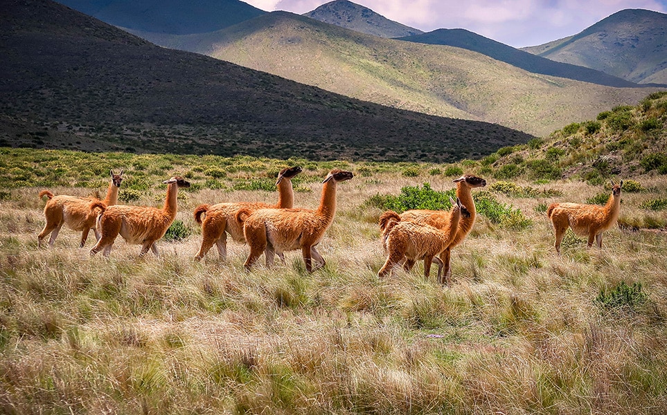 voyage-argentine-salta-alpaca-hector-ramon-perez-unsplash.jpg