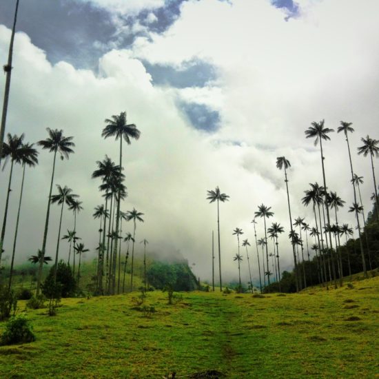 colombie vallée cocora palmiers brume flore