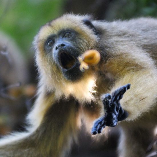 argentine estancia esteros del ibera nature corrientes singe observation faune