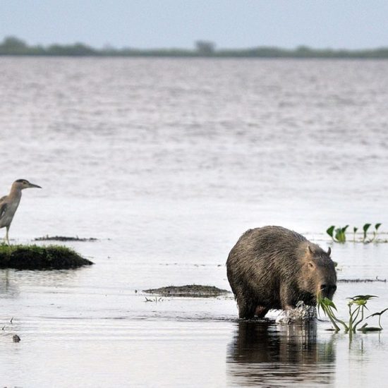 argentine estancia esteros del ibera nature corrientes lac réserve eau douce faune animaux