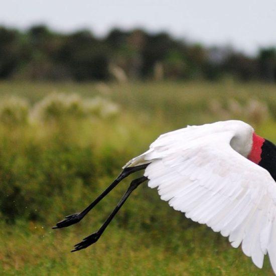 argentine estancia esteros del ibera nature corrientes lac réserve eau douce oiseau blanc observation faune