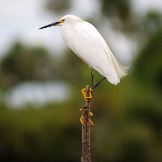 argentine estancia esteros del ibera nature corrientes lac réserve eau douce oiseau blanc observation faune